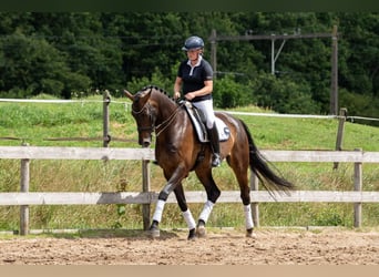 KWPN, Caballo castrado, 9 años, 178 cm, Castaño oscuro KWPN, Caballo castrado, 9 años, 178 cm, Castaño oscuro