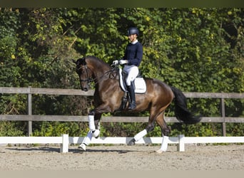 KWPN, Caballo castrado, 9 años, 179 cm, Castaño oscuro