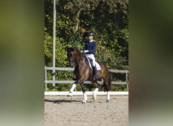 KWPN, Caballo castrado, 9 años, 179 cm, Castaño oscuro