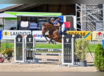 KWPN, Caballo castrado, 9 años, 180 cm, Castaño