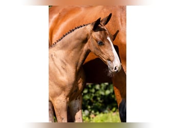 KWPN, Caballo castrado, Potro (07/2025)