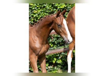 KWPN, Caballo castrado, Potro (04/2025)