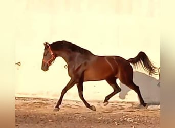 KWPN, Castrone, 10 Anni, 163 cm, Baio