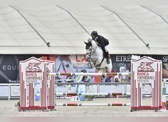 KWPN, Castrone, 10 Anni, 164 cm, Grigio