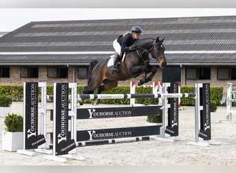 KWPN, Castrone, 10 Anni, 165 cm