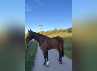 KWPN, Castrone, 10 Anni, 166 cm, Baio