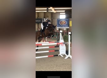 KWPN, Castrone, 10 Anni, 166 cm, Baio