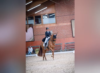 KWPN, Castrone, 10 Anni, 166 cm, Sauro