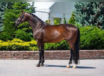 KWPN, Castrone, 10 Anni, 167 cm, Baio ciliegia