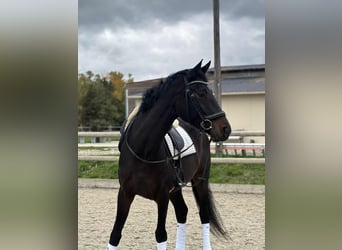 KWPN, Castrone, 10 Anni, 167 cm, Baio scuro