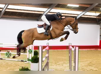 KWPN, Castrone, 10 Anni, 168 cm, Baio scuro