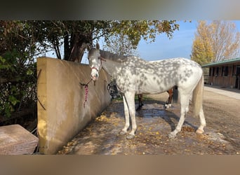 KWPN, Castrone, 10 Anni, 168 cm, Grigio