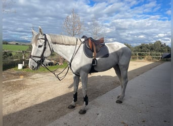 KWPN, Castrone, 10 Anni, 168 cm, Grigio