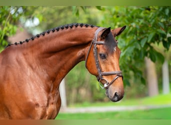 KWPN, Castrone, 10 Anni, 169 cm, Baio