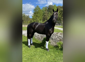 KWPN, Castrone, 10 Anni, 169 cm, Morello
