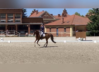 KWPN, Castrone, 10 Anni, 169 cm, Sauro