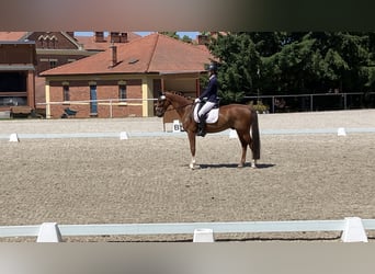 KWPN, Castrone, 10 Anni, 169 cm, Sauro