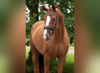 KWPN, Castrone, 10 Anni, 170 cm, Baio chiaro
