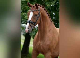 KWPN, Castrone, 10 Anni, 170 cm, Baio chiaro