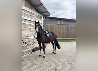 KWPN, Castrone, 10 Anni, 170 cm, Baio scuro