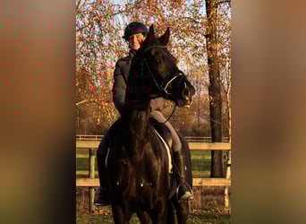 KWPN, Castrone, 10 Anni, 170 cm, Morello