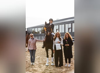 KWPN, Castrone, 10 Anni, 171 cm, Morello