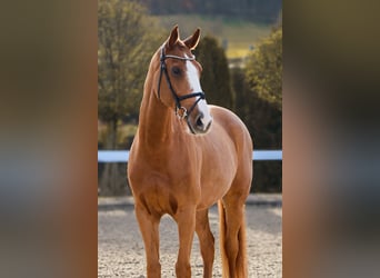 KWPN, Castrone, 10 Anni, 171 cm, Sauro