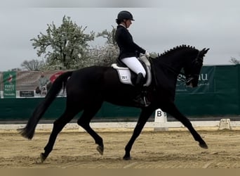 KWPN, Castrone, 10 Anni, 172 cm, Baio nero