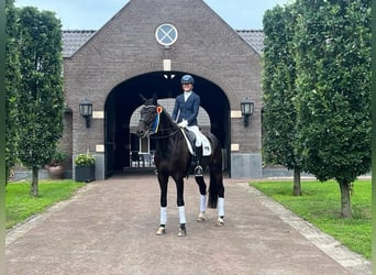 KWPN, Castrone, 10 Anni, 172 cm, Morello