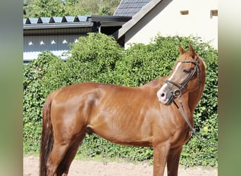 KWPN, Castrone, 10 Anni, 172 cm, Sauro