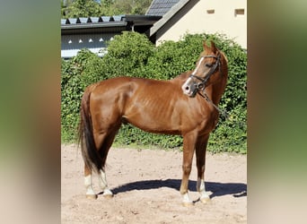 KWPN, Castrone, 10 Anni, 172 cm, Sauro