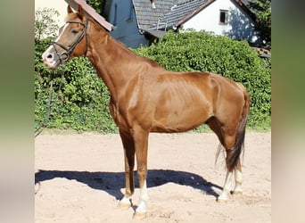 KWPN, Castrone, 10 Anni, 172 cm, Sauro
