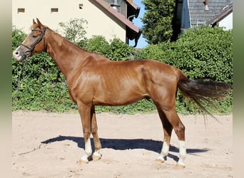 KWPN, Castrone, 10 Anni, 172 cm, Sauro
