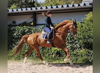 KWPN, Castrone, 10 Anni, 172 cm, Sauro