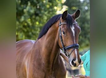 KWPN, Castrone, 10 Anni, 173 cm, Baio