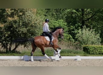 KWPN, Castrone, 10 Anni, 173 cm, Baio scuro
