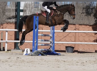 KWPN, Castrone, 10 Anni, 175 cm, Baio