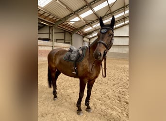 KWPN, Castrone, 10 Anni, 178 cm