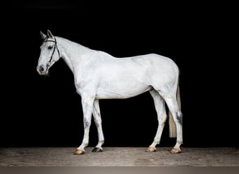 KWPN, Castrone, 10 Anni, 178 cm, Grigio