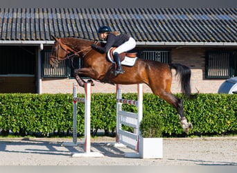 KWPN, Castrone, 10 Anni, 182 cm, Baio scuro