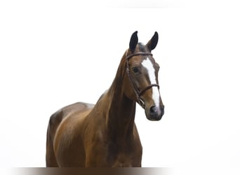 KWPN, Castrone, 10 Anni, 182 cm, Baio scuro
