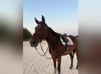 KWPN, Castrone, 10 Anni, 183 cm, Baio