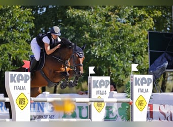 KWPN, Castrone, 11 Anni, 163 cm, Baio