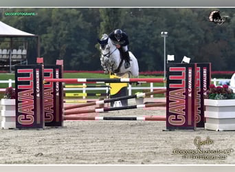 KWPN, Castrone, 11 Anni, 164 cm, Grigio