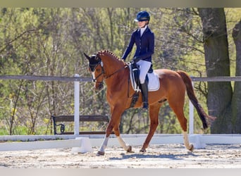 KWPN, Castrone, 11 Anni, 164 cm, Sauro