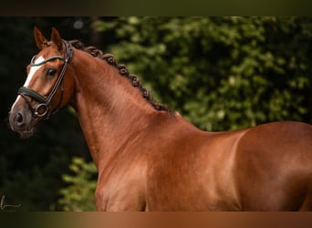 KWPN, Castrone, 11 Anni, 164 cm, Sauro