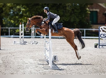 KWPN, Castrone, 11 Anni, 164 cm, Sauro