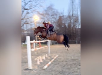 KWPN, Castrone, 11 Anni, 166 cm, Baio