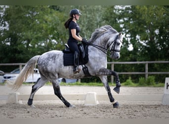 KWPN Mix, Castrone, 11 Anni, 167 cm, Grigio