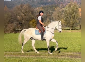 KWPN, Castrone, 11 Anni, 167 cm, Grigio